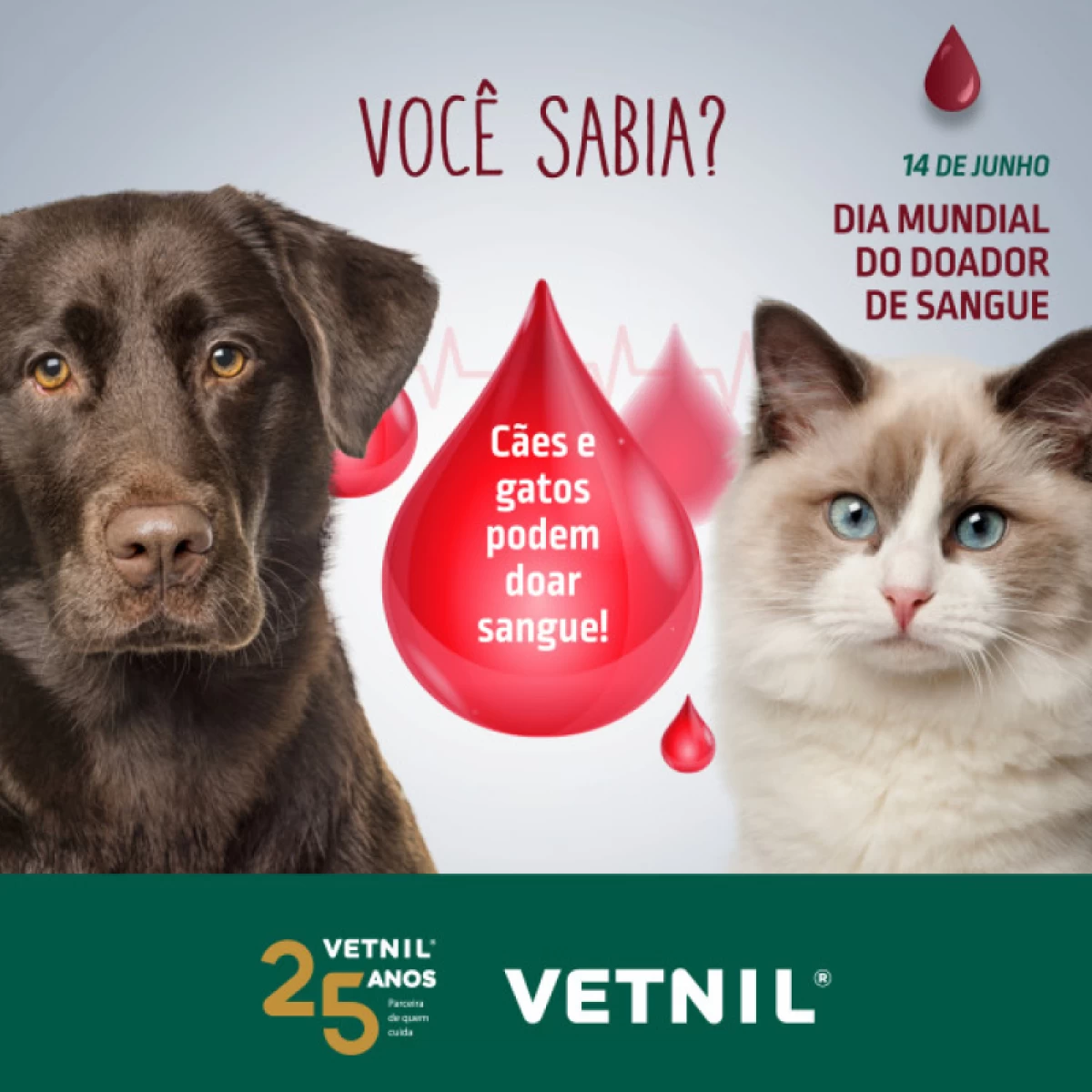 14 de Junho - Dia Mundial do Doador de Sangue - Cães e Gatos