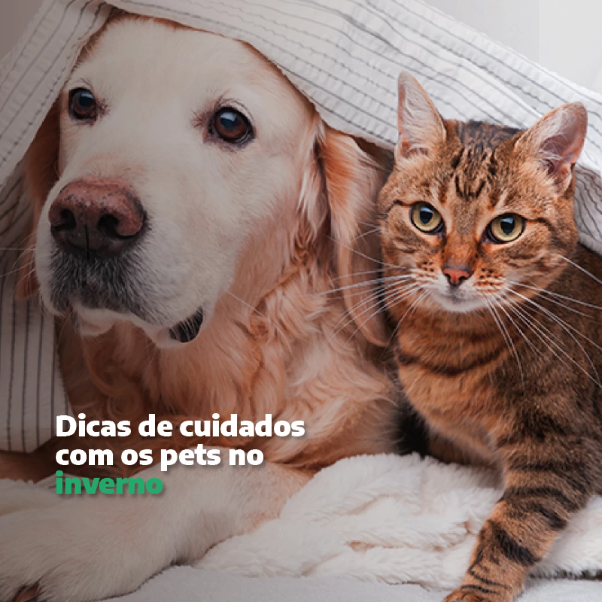 Dicas e Cuidados com os Pets no Inverno