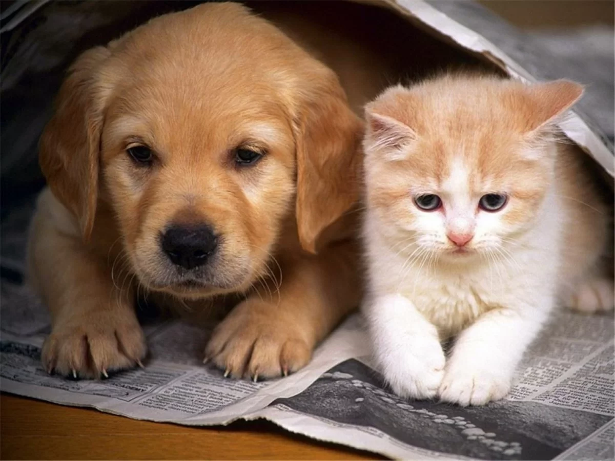 Desenvolvimento e cuidados a ter com o gatinho