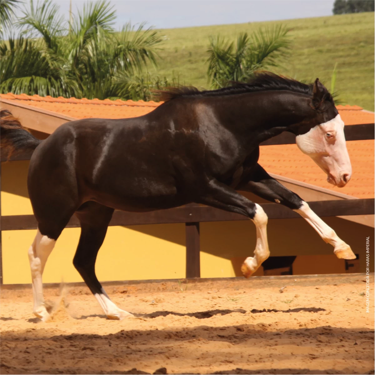 Spotting the Difference: There is more to Appaloosa horses than their coats