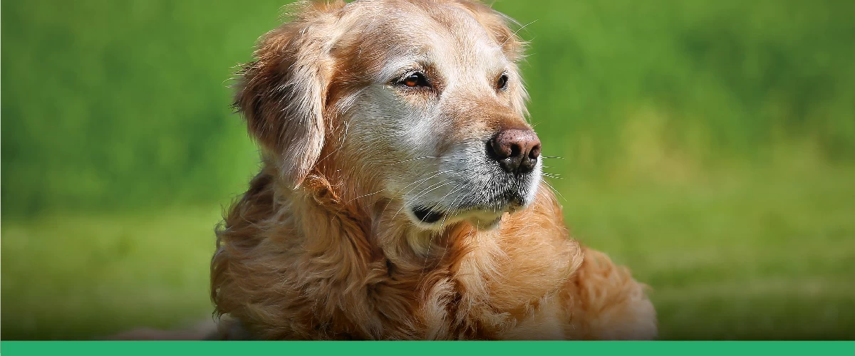 Seu cão é idoso? Saiba como identificar e conheça 5 cuidados essenciais
