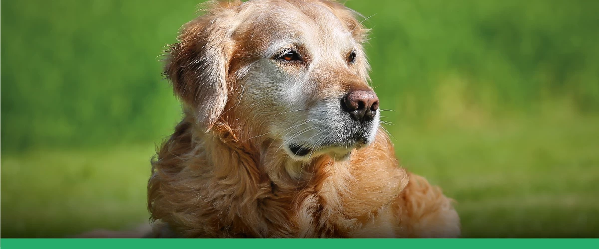 Raças de cães pequenos: o que o Médico-Veterinário deve saber?