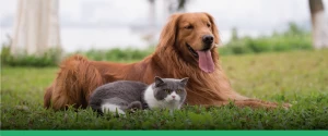 Como dar comprimido para cão e gato: dicas para não estressar seu pet!