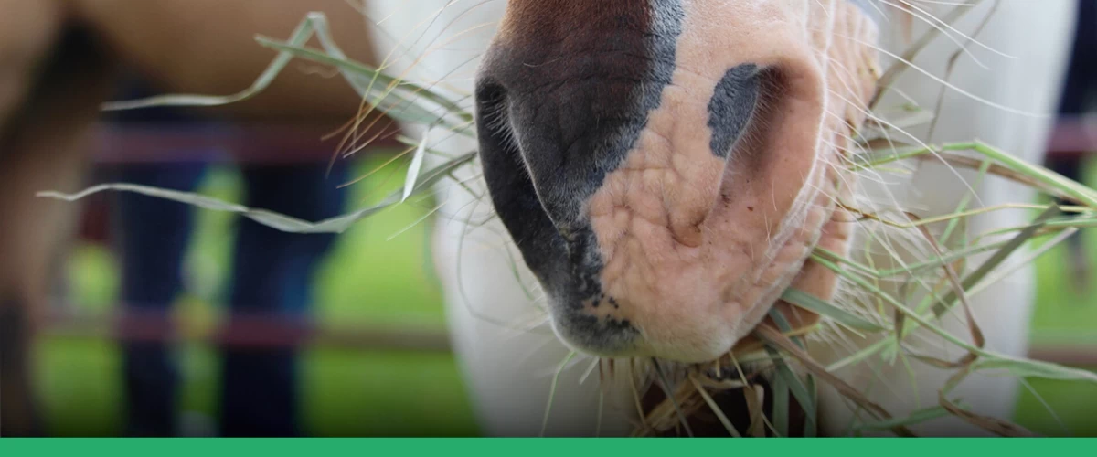 Nutrición de equinos: cuidados con la alimentación de caballos atletas |  Blog Vetnil