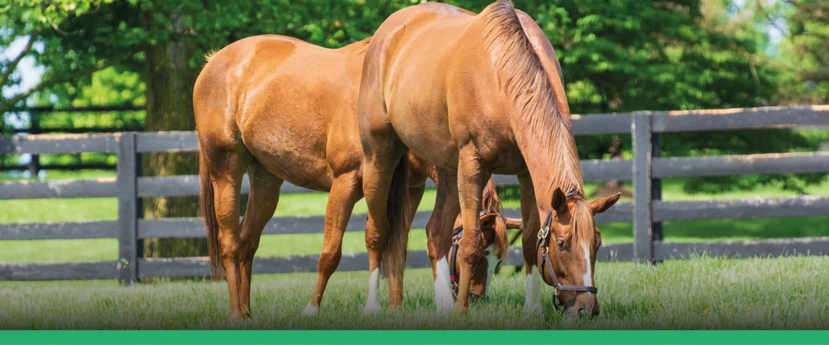 Conheça a Defesa dos 2 Cavalos !! 