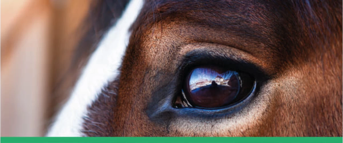 Visão Do Cavalo — Como Eles Enxergam?