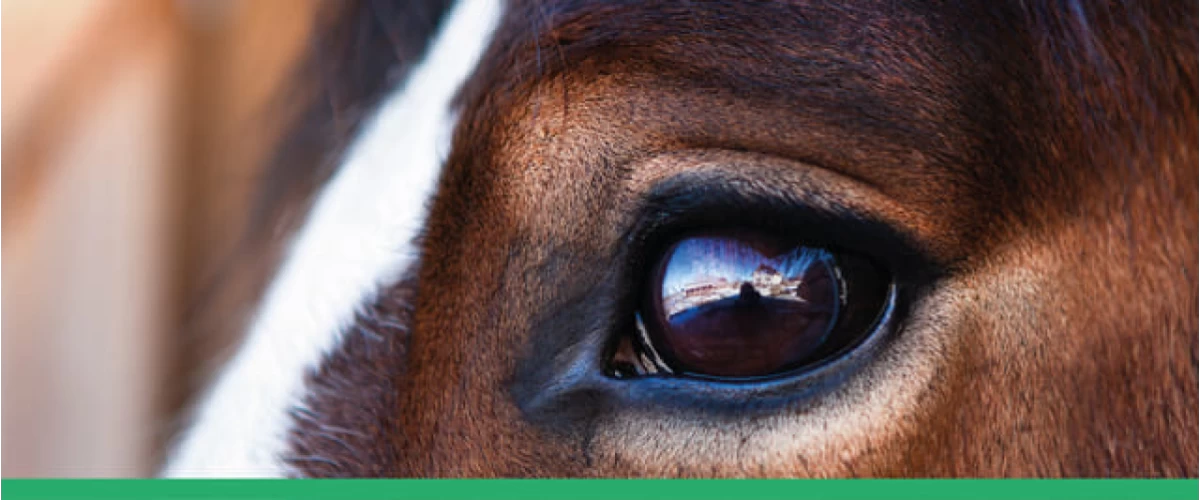 Por que os cavalos são bons para as crianças