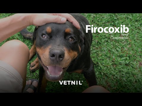 Firocoxib Vetnil® Comprimido, os cães livres da dor, com a máxima proteção
