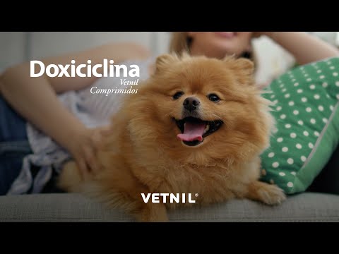 Doxiciclina Vetnil Comprimidos: Tratamento de infecções em cães e gatos