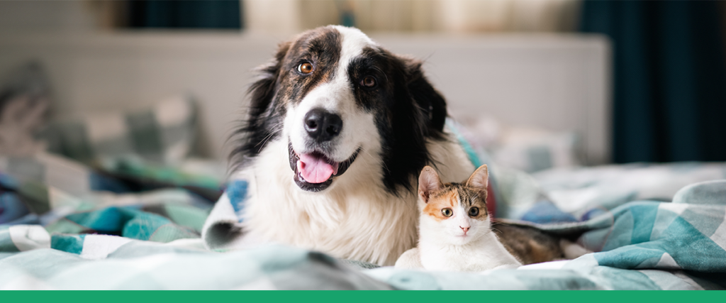 Cachorro preto e branco e gato pequeno de pelagem clara deitados juntos sobre uma cama com colcha em tons de azul e verde, olhando para a câmera; o cachorro está com a língua de fora e expressão amigável.
