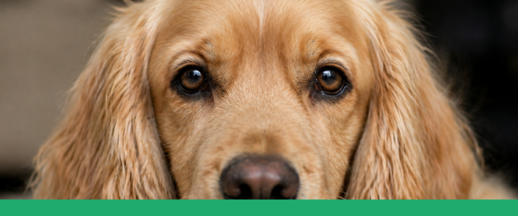 Cão cor caramelo olhando para frente, com olhos amendoados