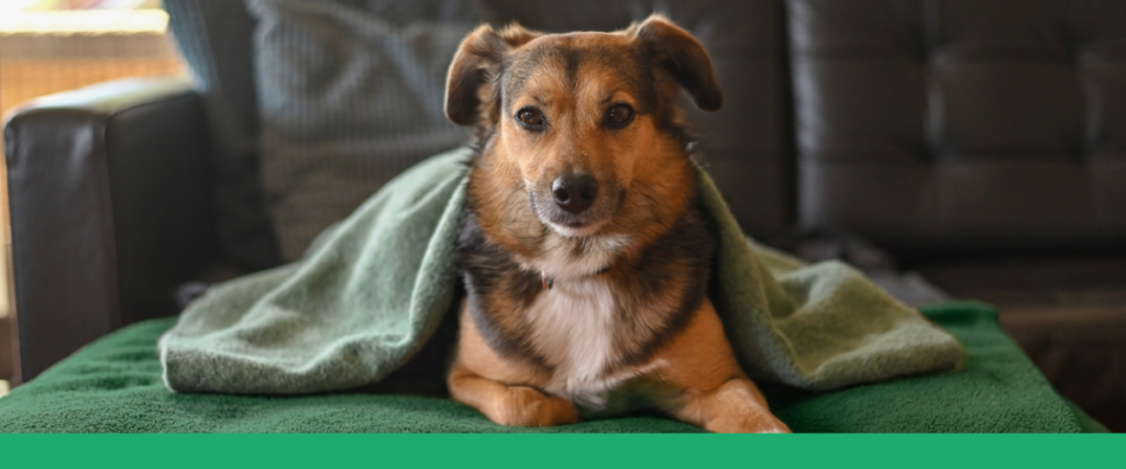 Cachorro de porte pequeno, com pelagem tricolor (preto, caramelo e branco), deitado sobre um cobertor verde e enrolado em um cobertor verde-claro, olhando diretamente para a câmera. Ao fundo, um sofá de couro escuro. Na parte inferior da imagem, uma faixa verde sólida.