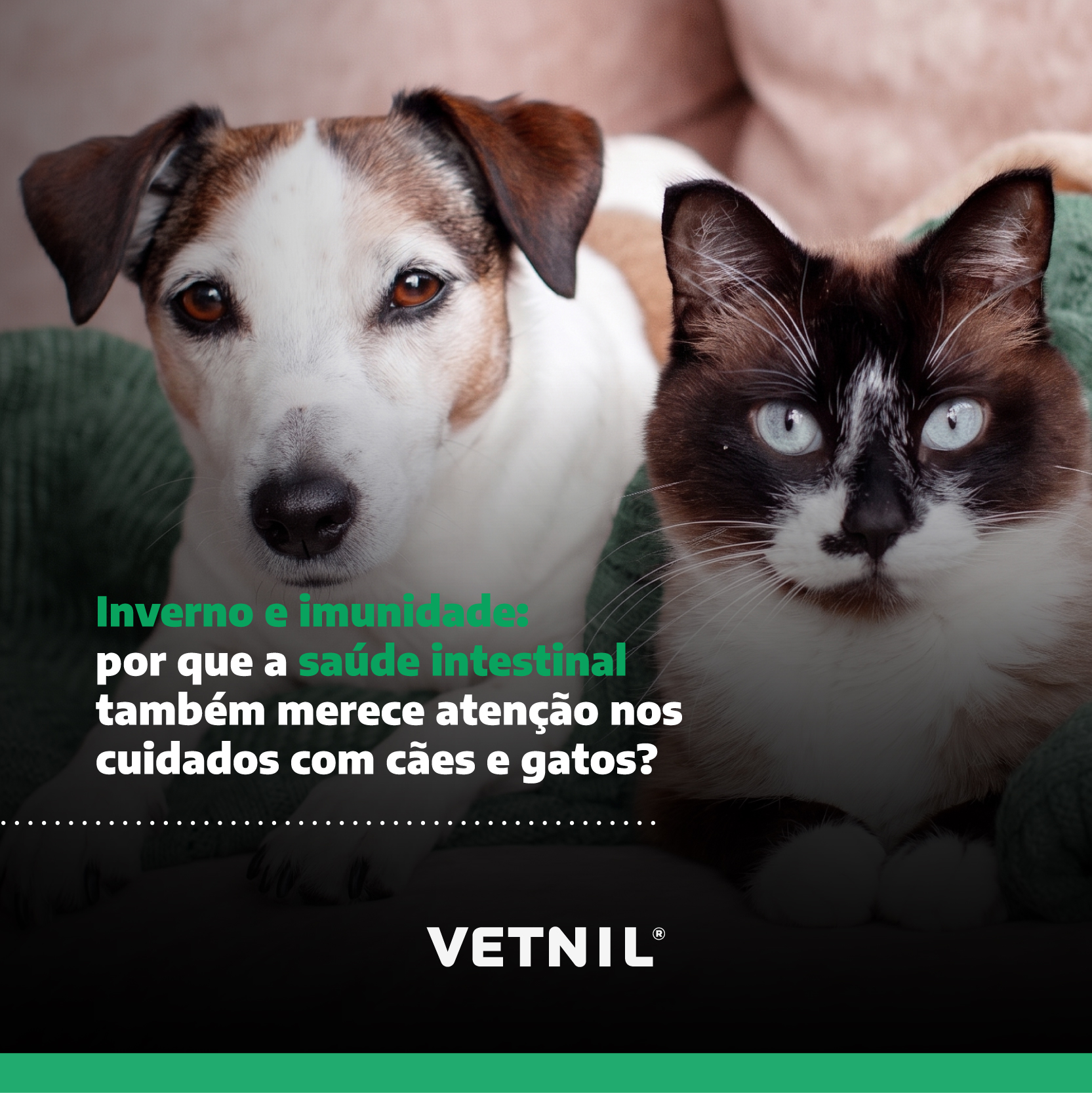 saude-e-bem-estar-dos-pets-no-inverno-vetnil
